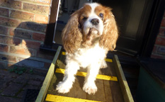 charlie the cavalier dog high vis non slip decking strip ramp