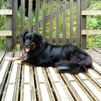 Pets approve of non slip decking strip areas!